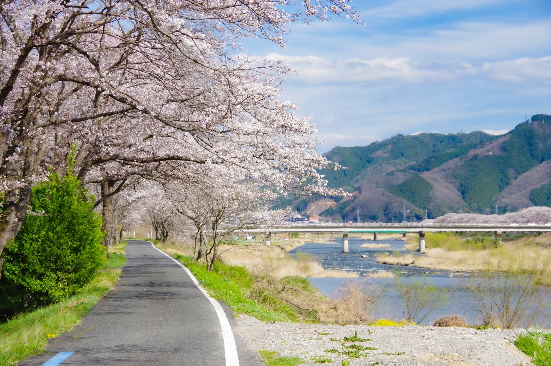 川沿いにある桜並木